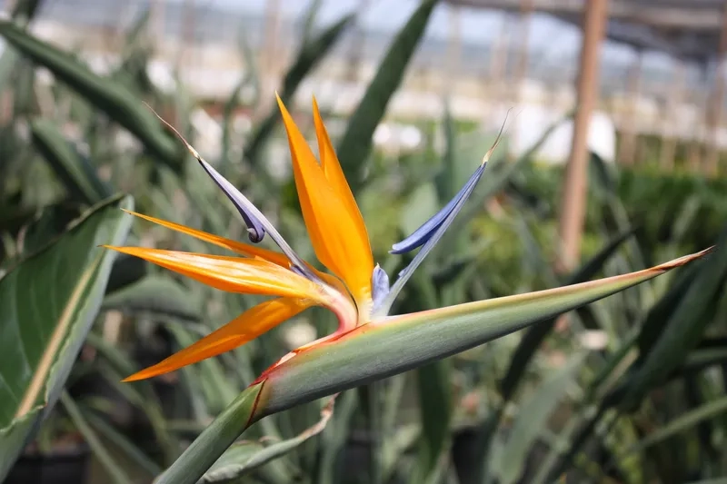 Hoa thiên điểu để bàn làm sáng không gian