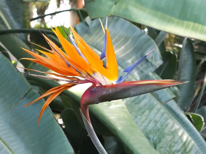 Tặng người thương bó hoa thiên điểu rực rỡ