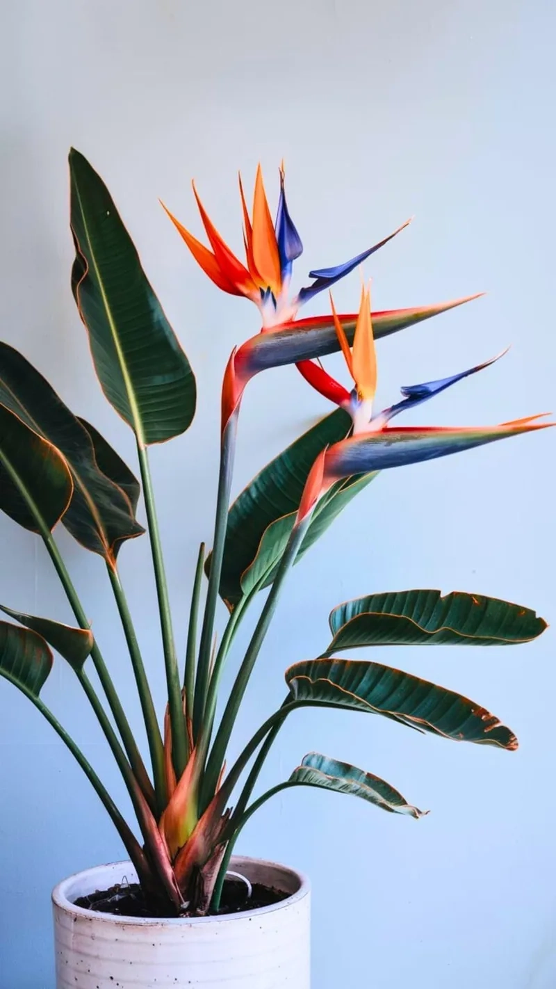 Chiêm ngưỡng bình hoa thiên điểu đẹp