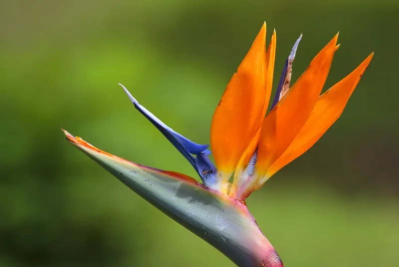 Khám phá ý nghĩa hoa thiên điểu sâu sắc