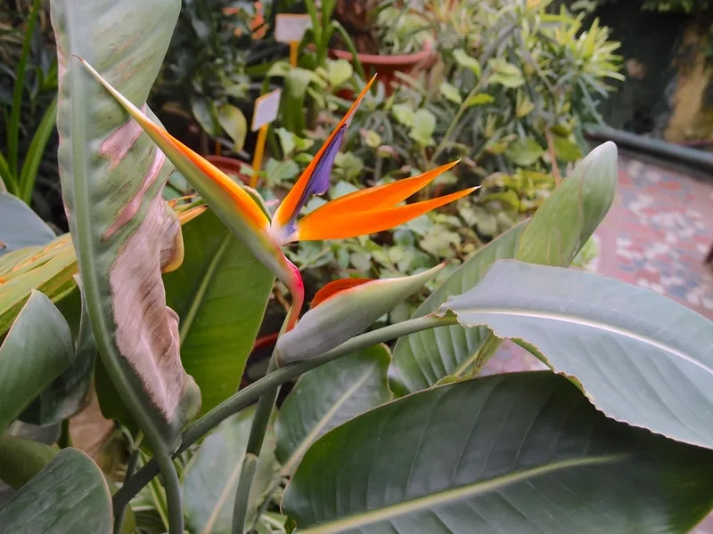 Học cách cắm hoa thiên điểu tại nhà