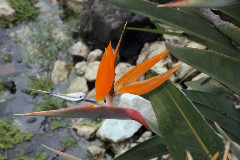 Trồng cây hoa thiên điểu làm cảnh