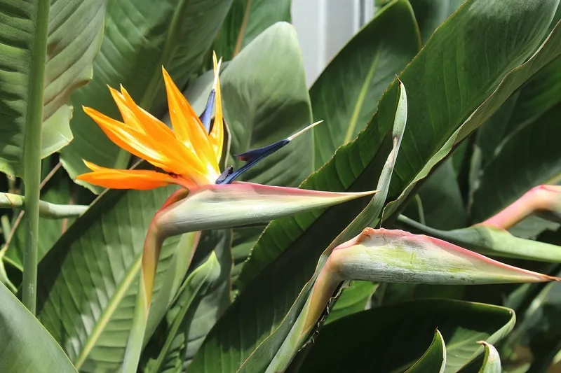 Bình hoa thiên điểu trang trí không gian