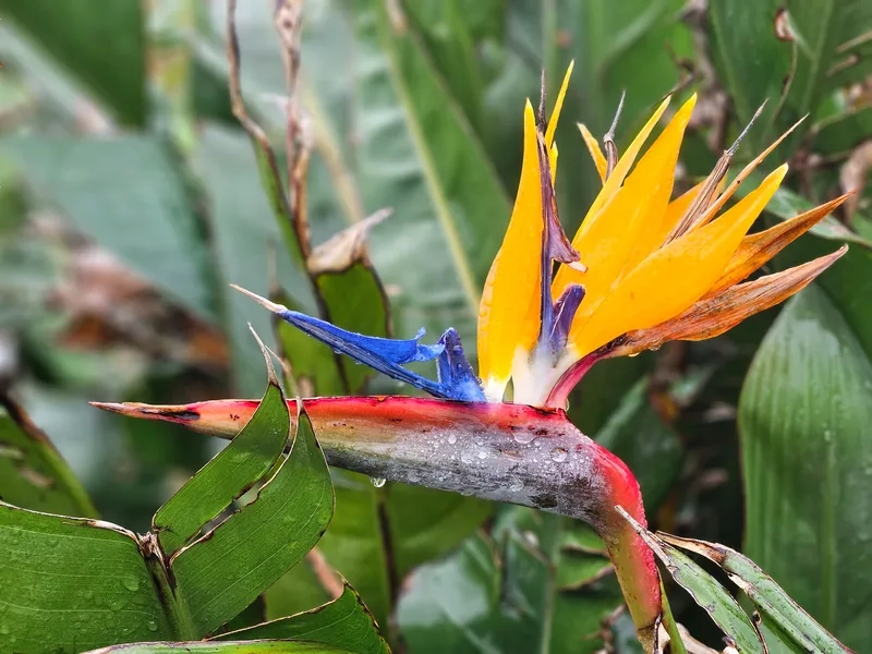 Tuyệt chiêu cắm hoa thiên điểu đẹp ấn tượng