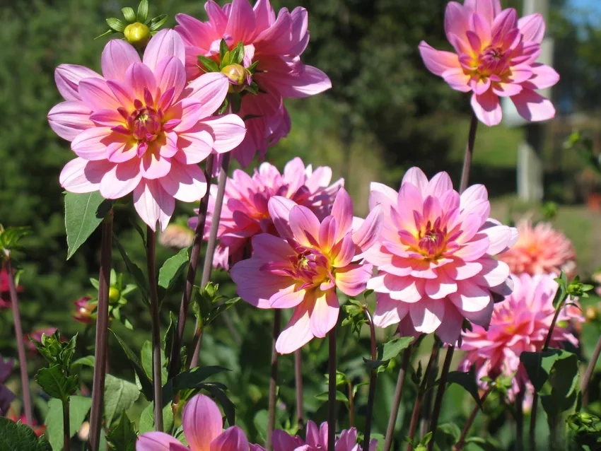 Ngắm nhìn hoa thược dược đẹp mê hoặc lòng người