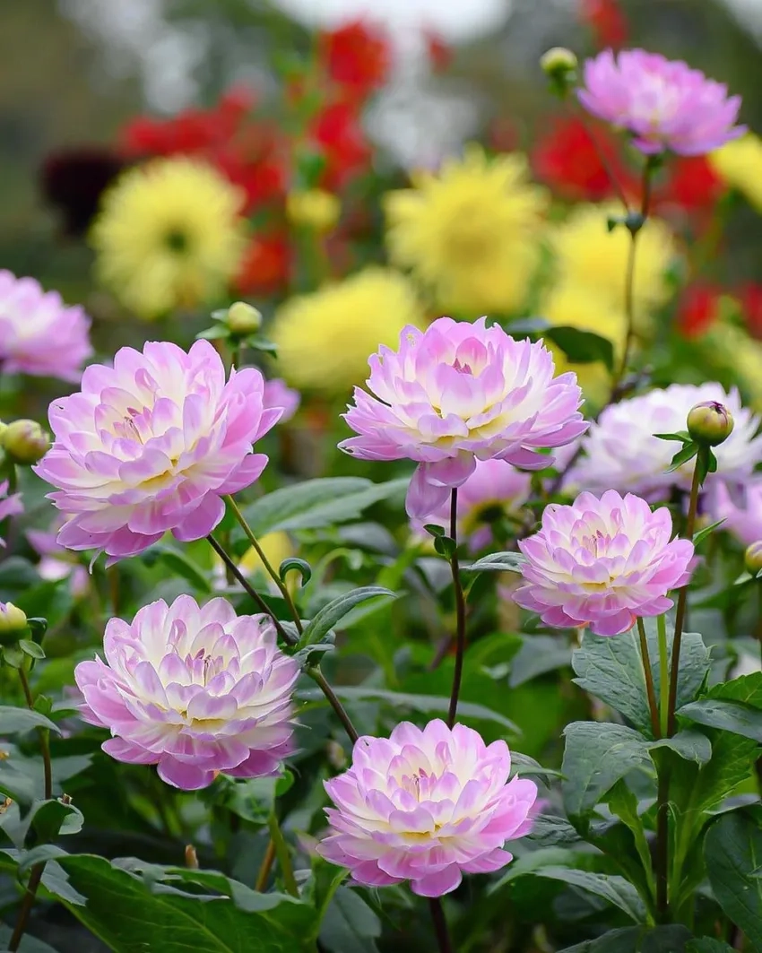 Học ngay cách trồng hoa thược dược dễ chăm sóc