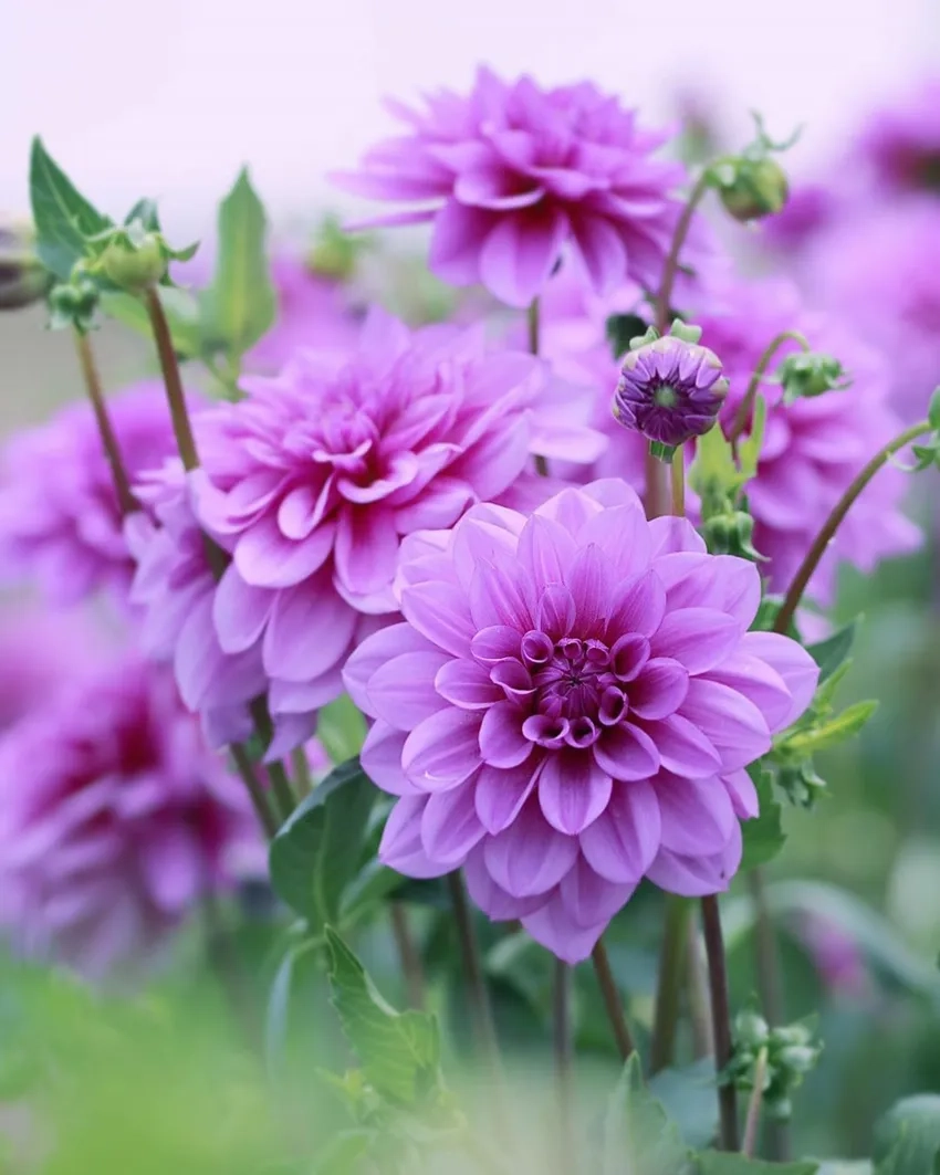 Hướng dẫn mua hoa thược dược chất lượng tại Hà Nội