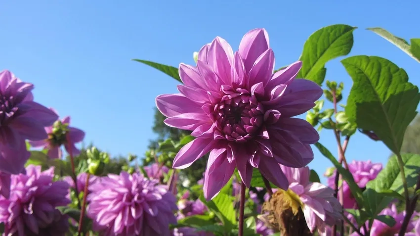 Trồng thược dược trồng chậu rực rỡ ngay ban công