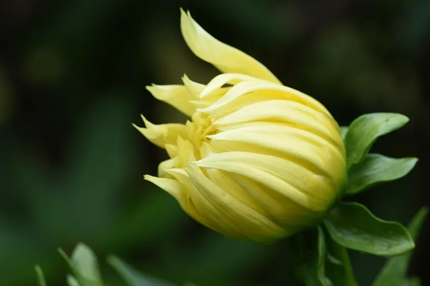 Kinh nghiệm thược dược cắt cành giữ hoa lâu tươi