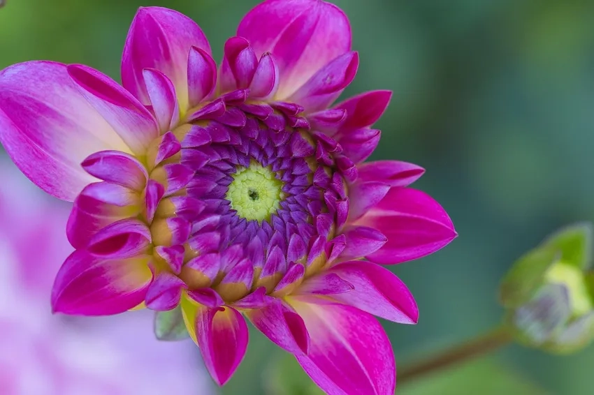 Khám phá mùa nở hoa thược dược rực rỡ nhất