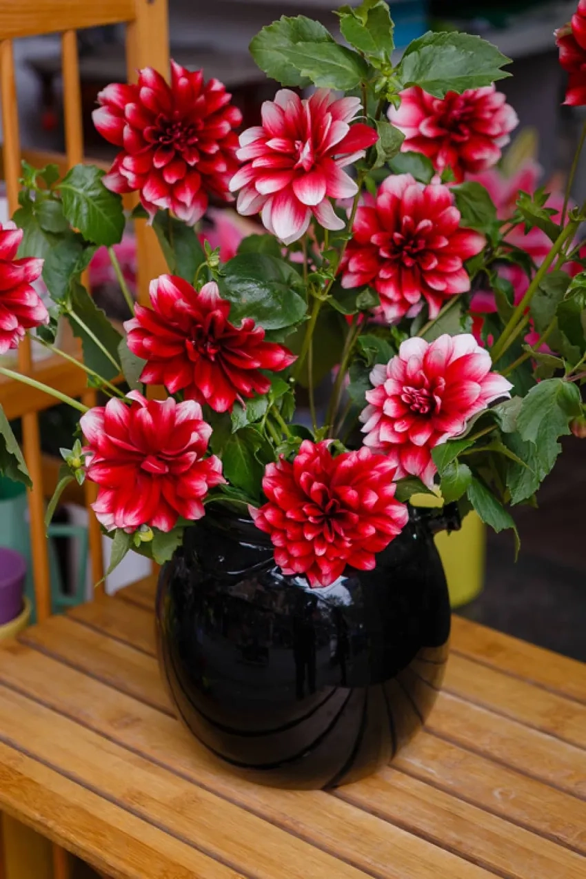 Chiêm ngưỡng hoa thược dược nhiều màu rực rỡ