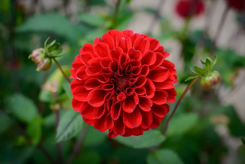 Vẻ đẹp tinh tế của hoa thược dược đơn đầy duyên dáng