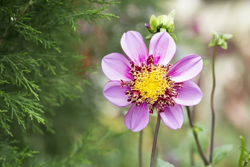 Hoa thược dược kép rực rỡ thu hút mọi ánh nhìn