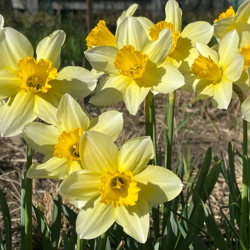 Hướng dẫn cách trồng hoa thủy tiên tại nhà hiệu quả