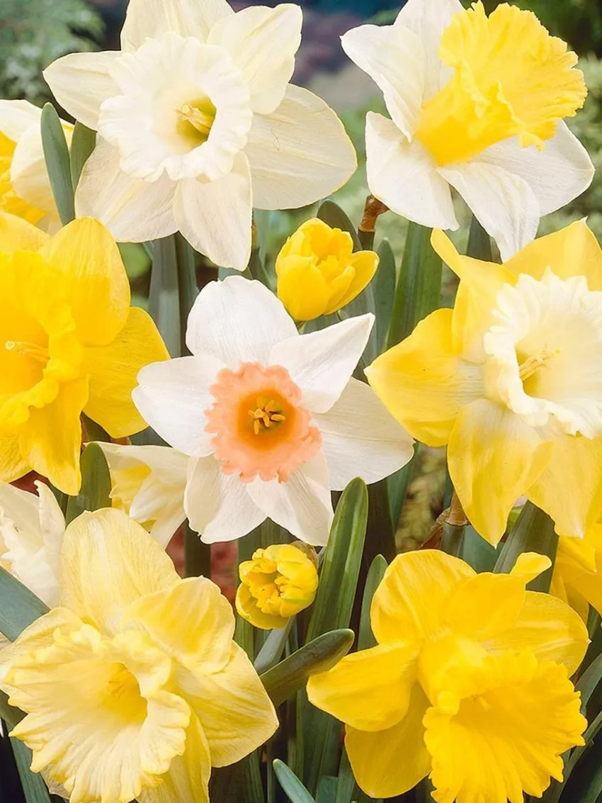 Bí quyết chăm sóc hoa thủy tiên luôn tươi lâu