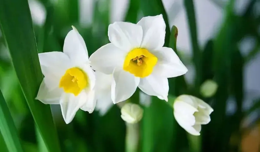 Khám phá màu sắc hoa thủy tiên vàng và trắng tinh khiết