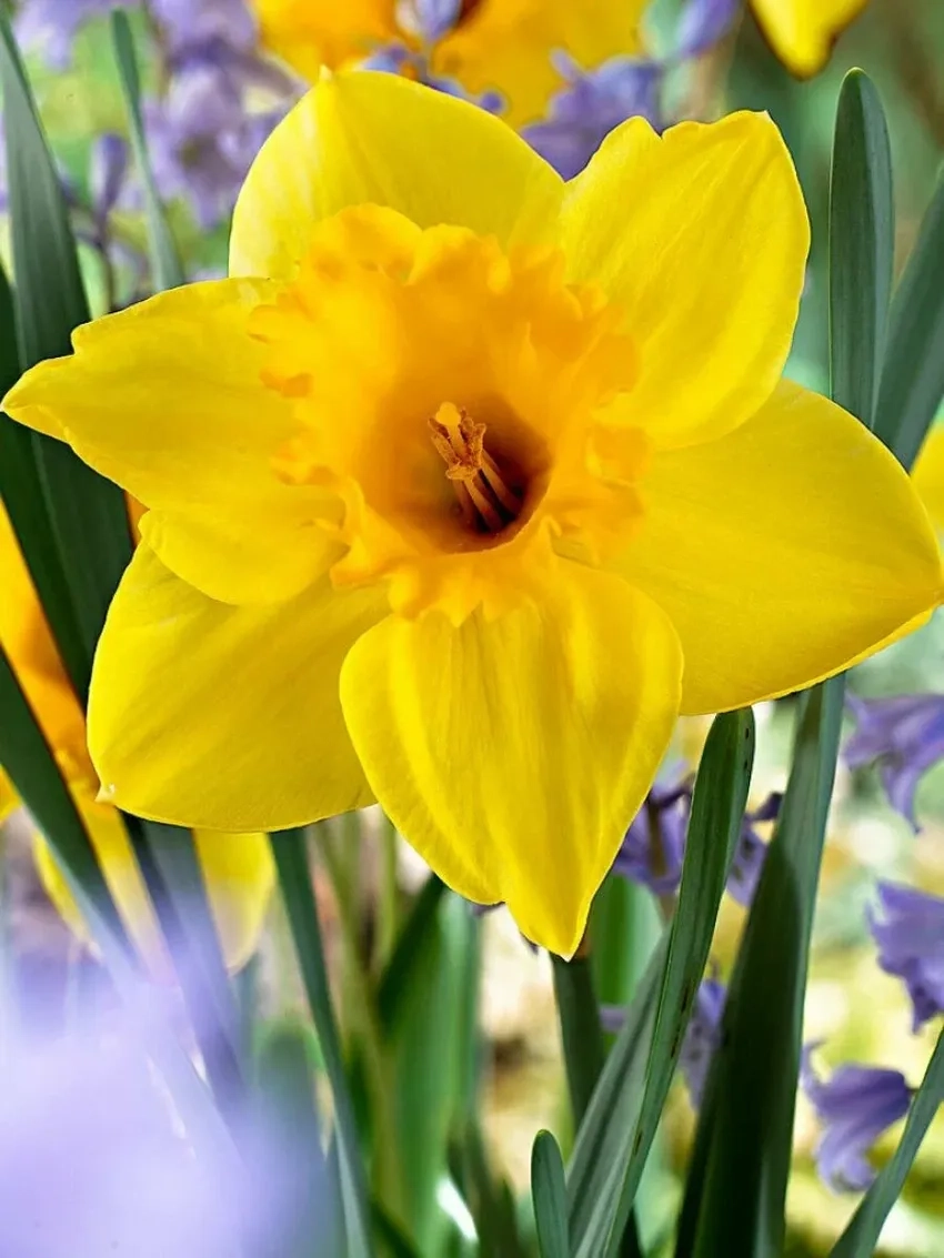 Thủy tiên vàng tượng trưng cho may mắn và thịnh vượng