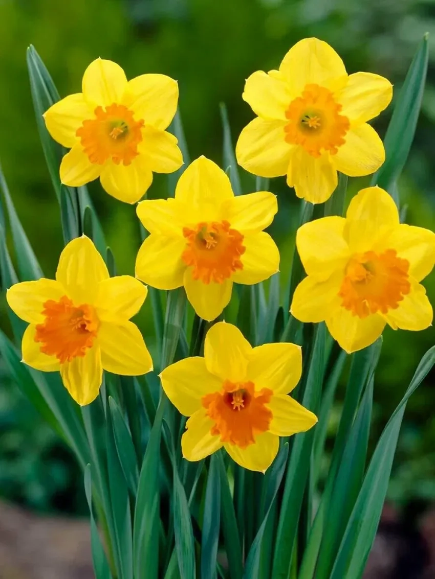 Trồng hoa thủy tiên trong nước đơn giản mà hiệu quả