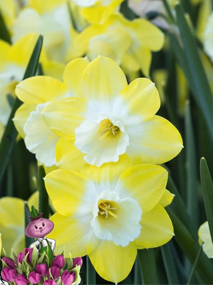 Học cách trồng hoa thủy tiên trong đất dễ chăm sóc