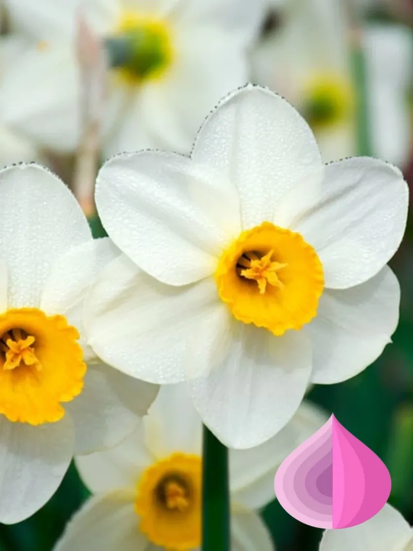 Chọn hoa thủy tiên hợp tuổi để tăng may mắn