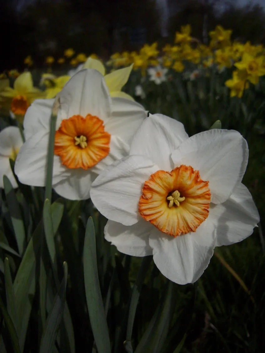 Bóng dáng hoa thủy tiên thanh thoát trên bàn trà