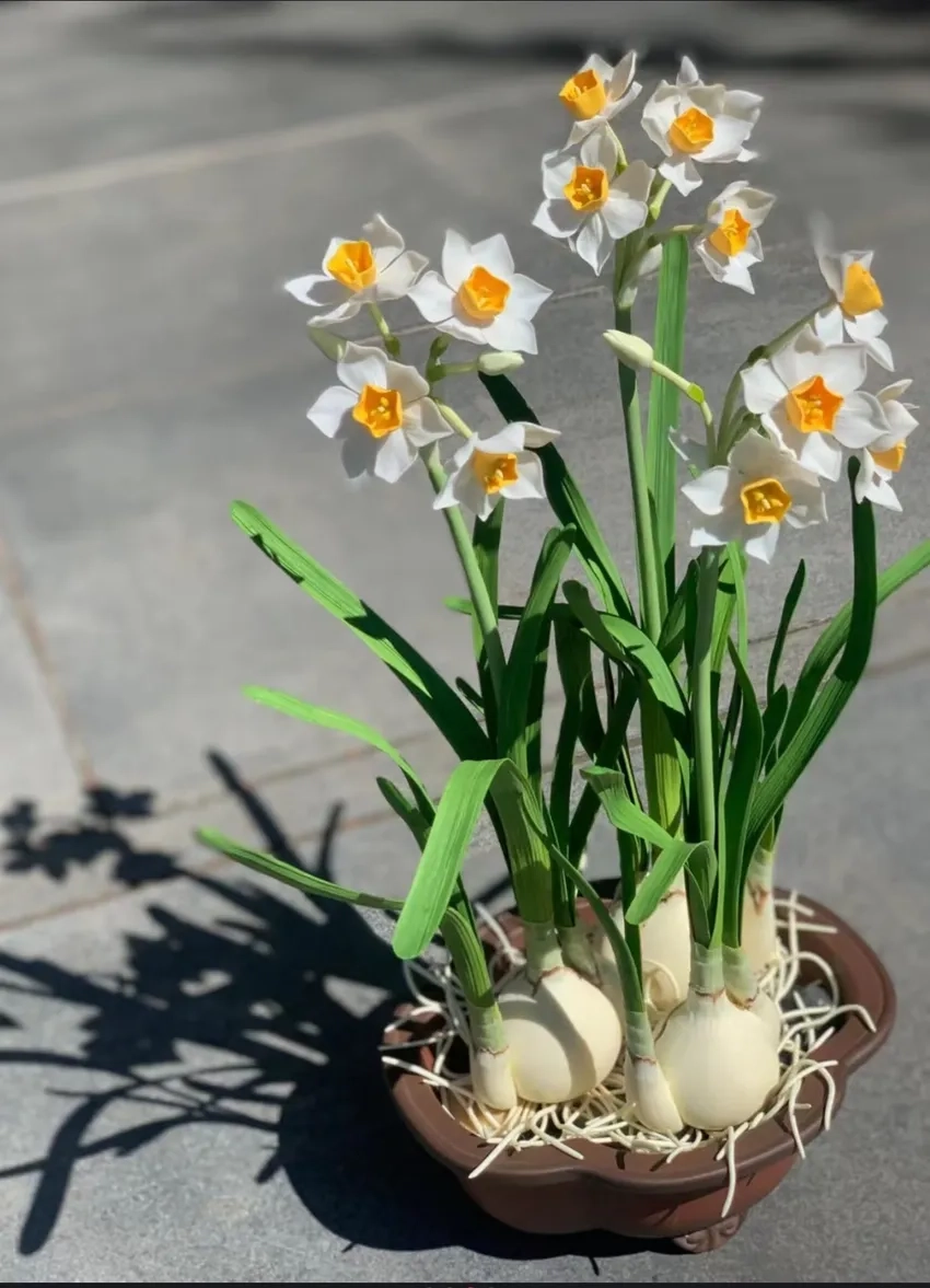 Cắm hoa thủy tiên trong bình trang trí nhà tinh tế