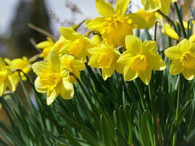 Hoa thủy tiên 4K sắc nét từng đường cánh