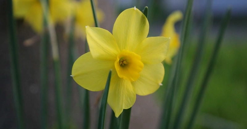 Hoa thủy tiên Full HD nổi bật vẻ thuần khiết