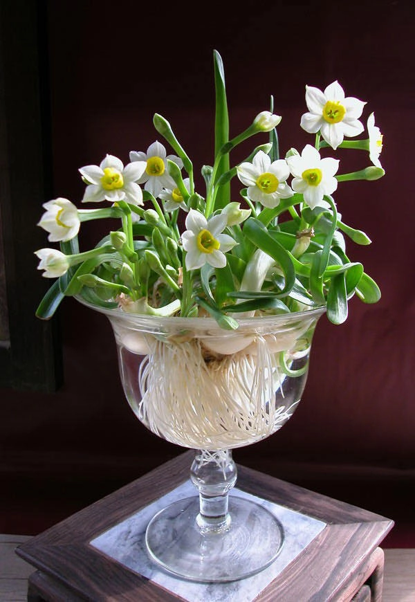 Tìm hiểu ý nghĩa hoa thủy tiên mang may mắn và thịnh vượng