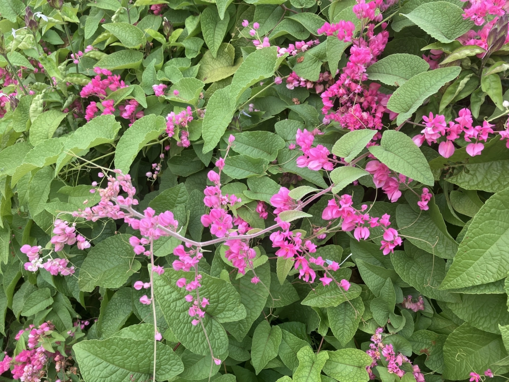 Ý nghĩa hoa tigon chất chứa nỗi niềm dịu nhẹ