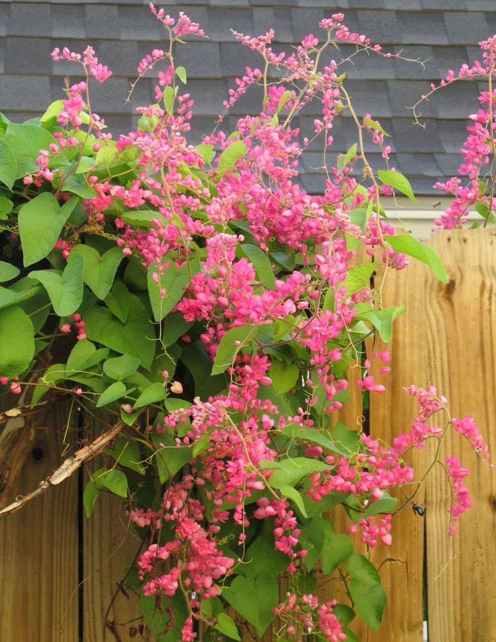 Ảnh hoa tigon ghi lại khoảnh khắc thật nên thơ