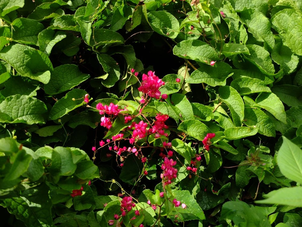 Hình ảnh hoa tigon phác họa nét yêu kiều