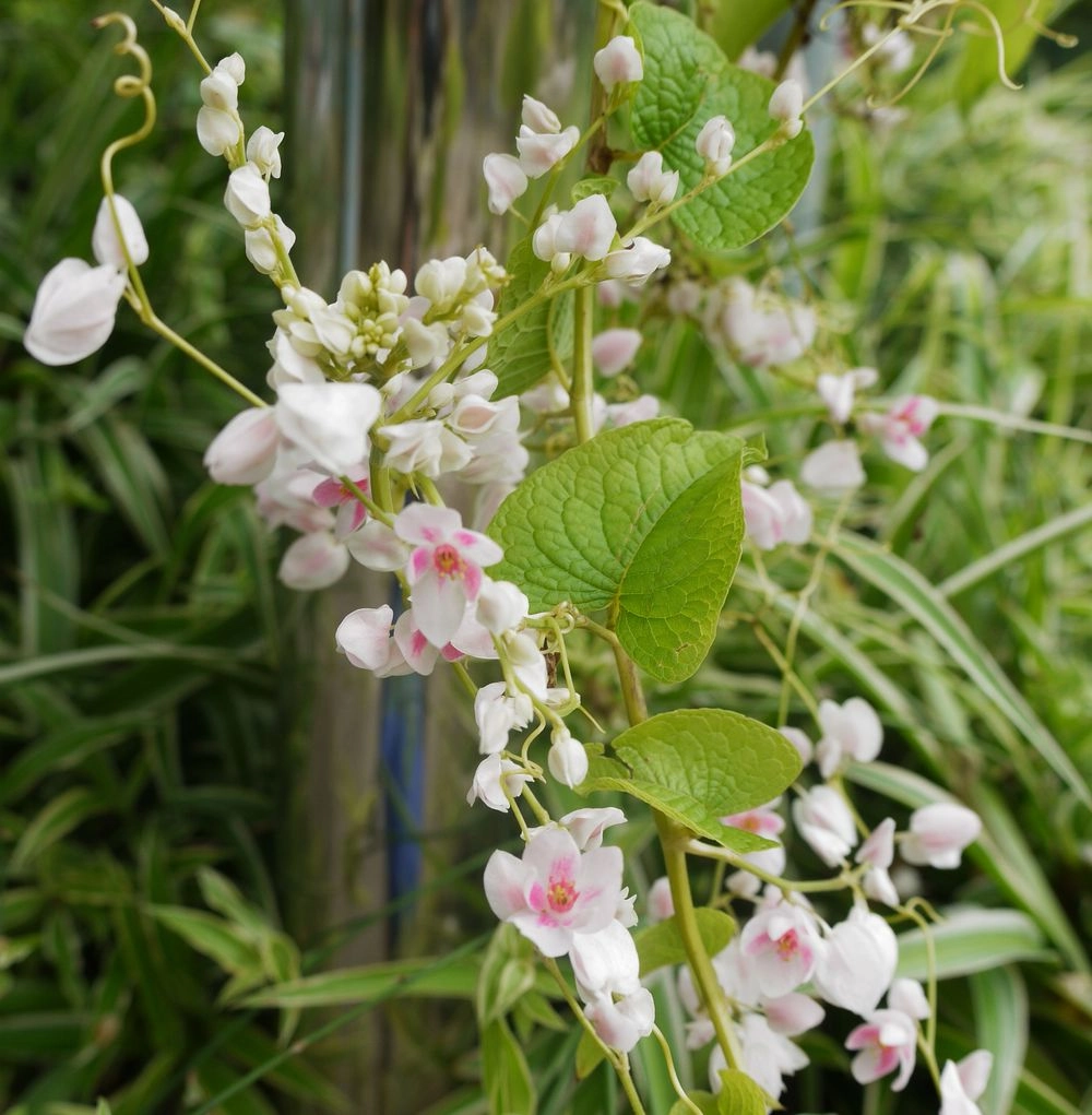 Hoa tigon đẹp nhẹ nhàng chạm đến trái tim