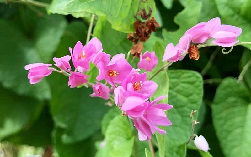 Hoa tigon Full HD khoe vẻ đẹp tinh khôi