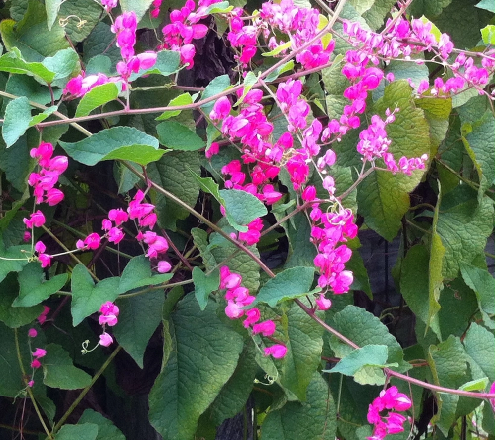 Hoa tigon buồn khẽ gợi nỗi nhớ xa xăm