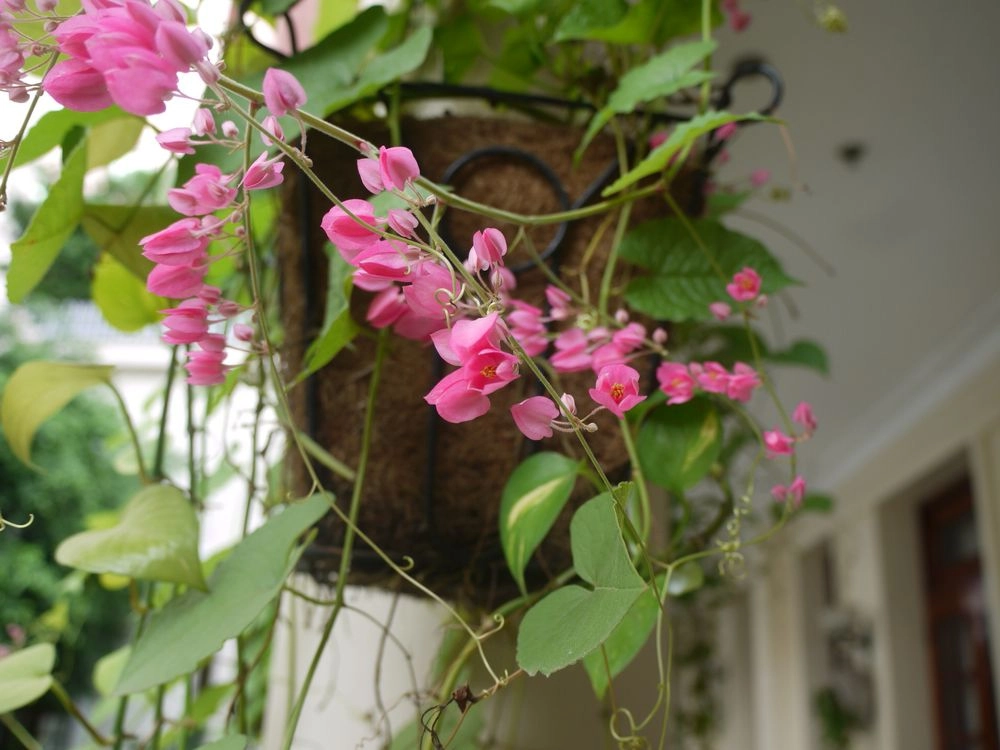 Hoa tigon ảnh lưu dấu khoảnh khắc mong manh