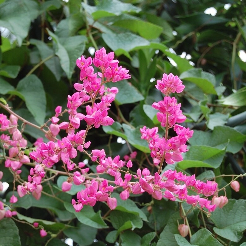 Hoa tigon hồng rực rỡ mang sắc yêu thương