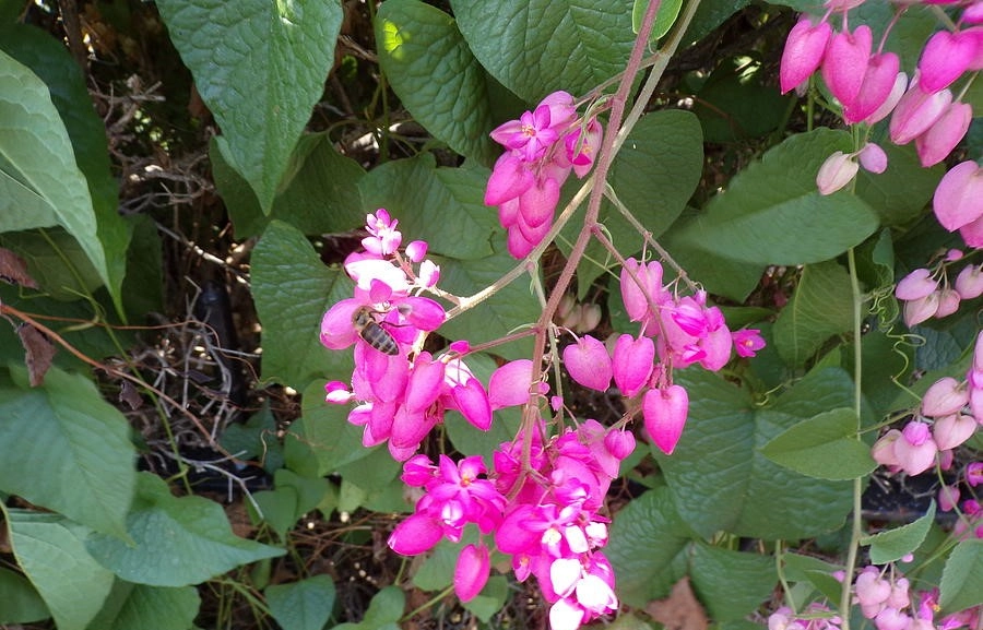 Hoa tigon rực rỡ làm sáng bừng khung cảnh