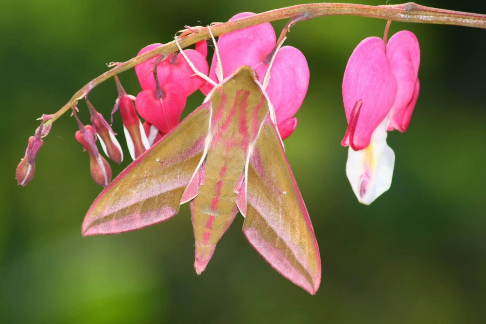 Hoa tigon chất lượng nổi bật từng cánh hoa