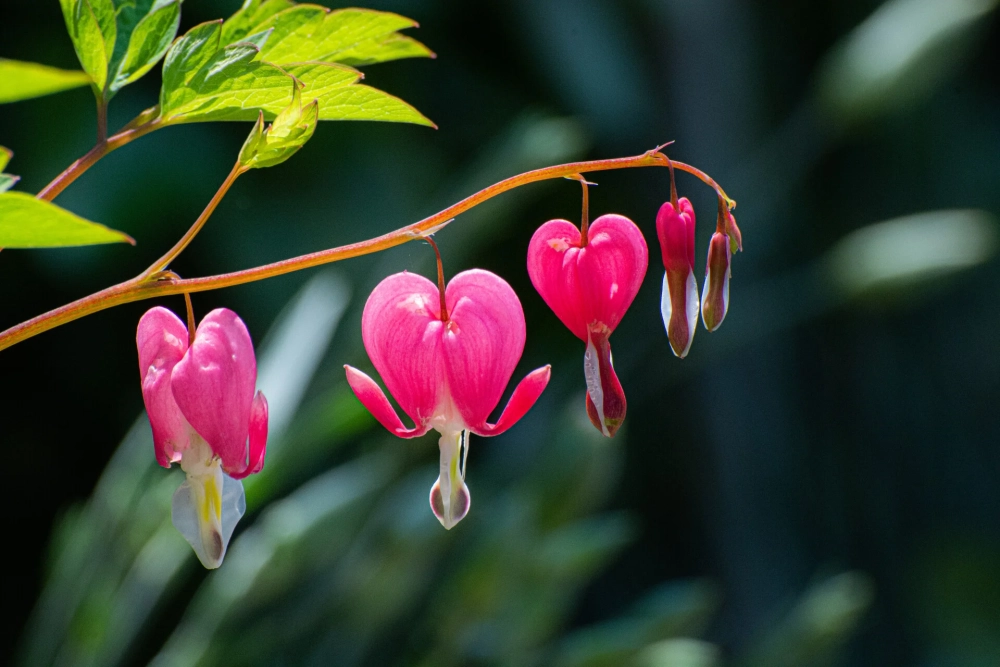 Hoa tigon 4K sắc nét bung nở rực rỡ