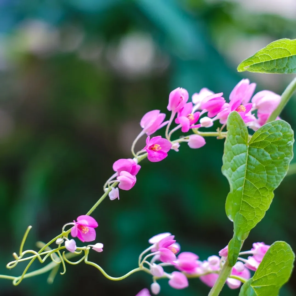 Hoa tigon phong cách tạo điểm nhấn nhẹ nhàng