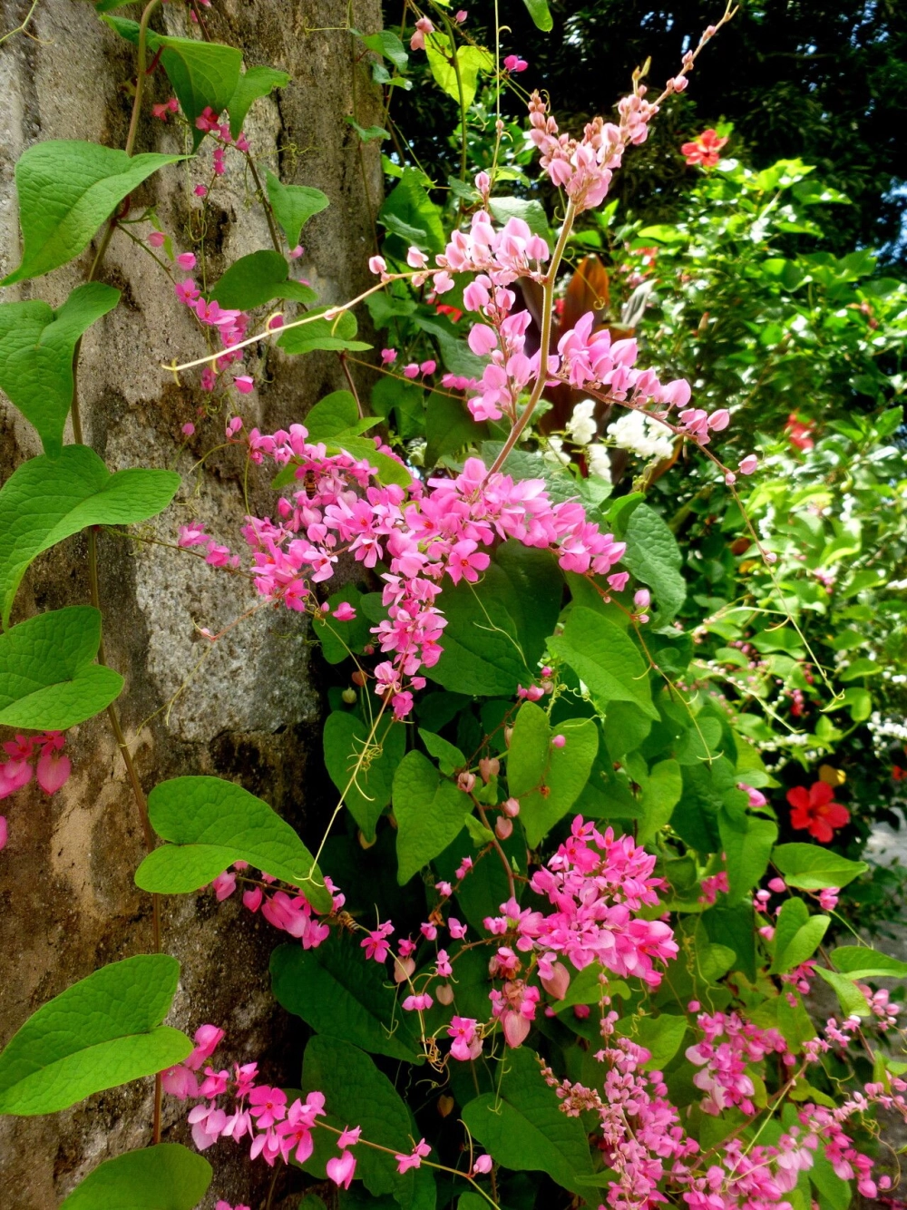 Hoa tigon độc đáo với sắc hồng đầy cuốn hút