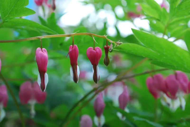 Khám phá bộ sưu tập hoa trái tim rỉ máu