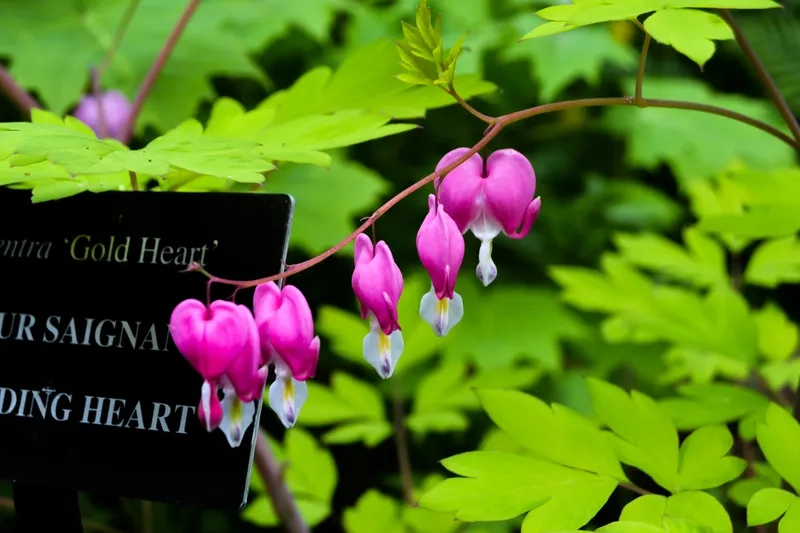 Cùng nhau xem hoa trái tim rỉ máu kỳ lạ