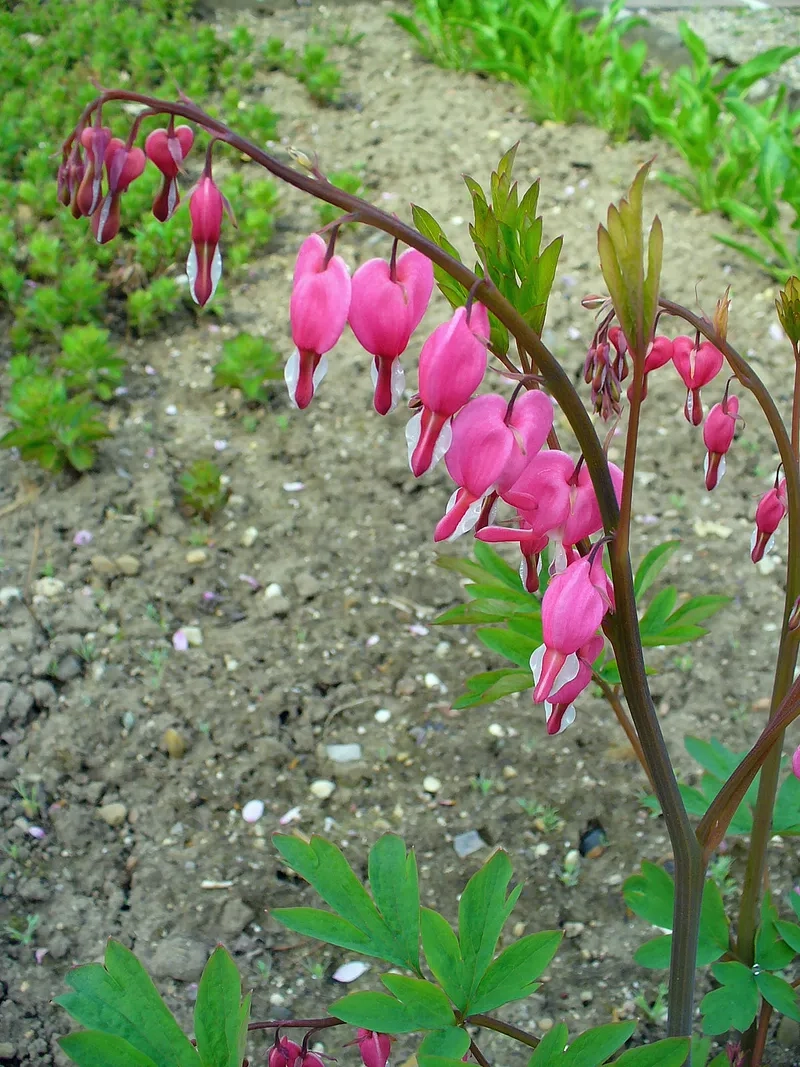 Dùng ngay hình nền hoa trái tim rỉ máu điện thoại