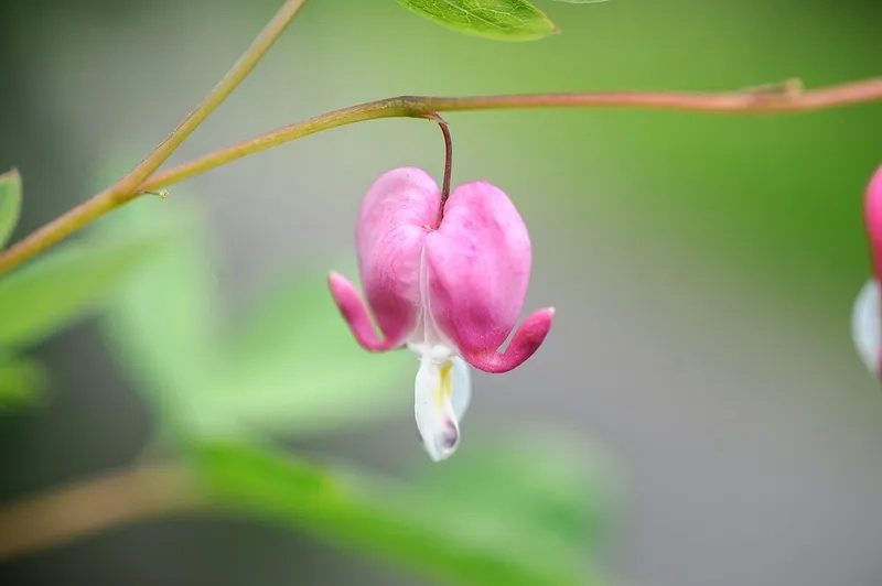 Hoa trái tim rỉ máu 4K siêu rõ nét