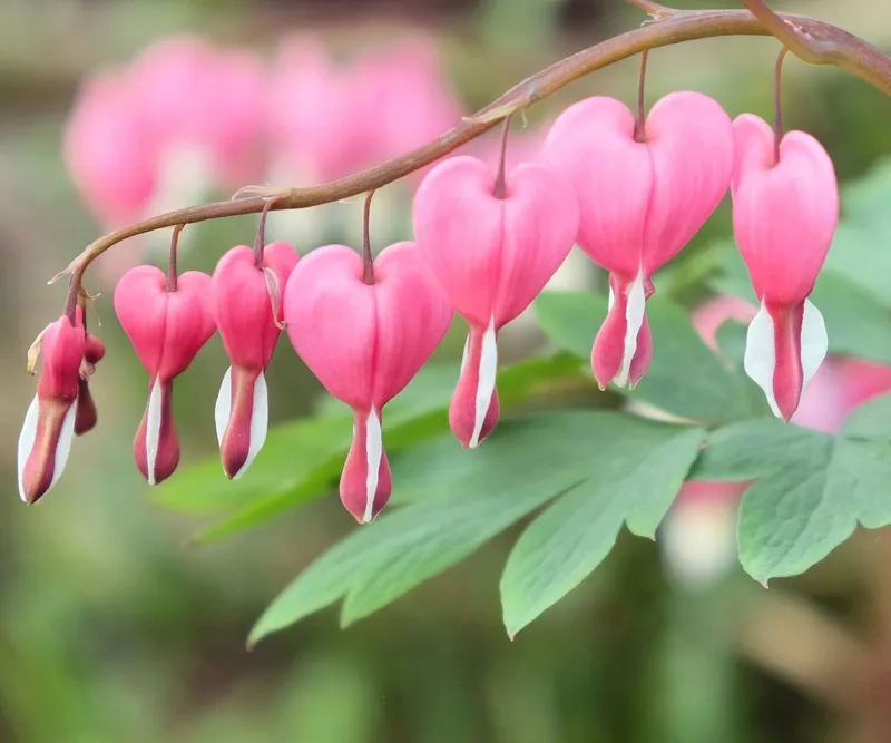 Hoa trái tim rỉ máu đơn giản mà cuốn hút