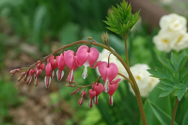 Hoa trái tim rỉ máu vẽ tay tinh tế