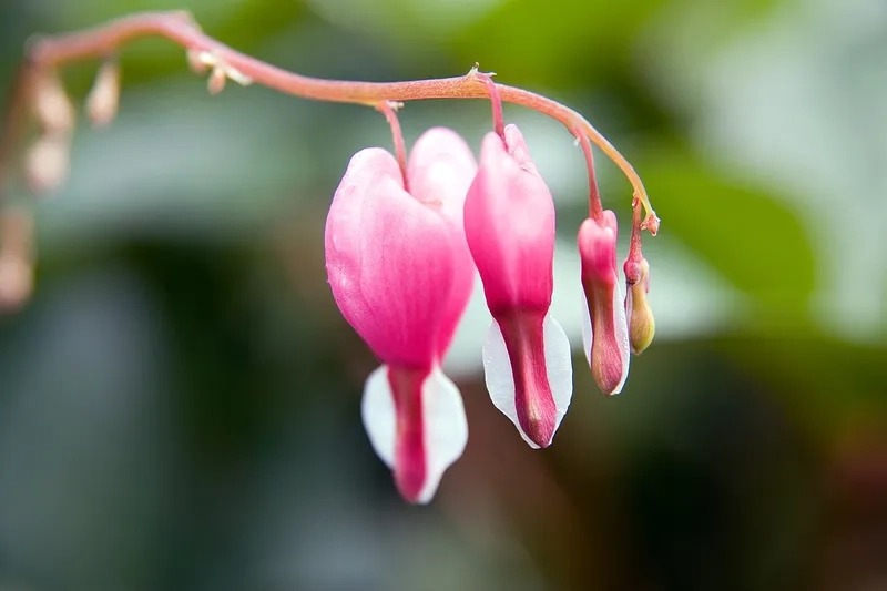 Chiêm ngưỡng hoa trái tim rỉ máu đẹp