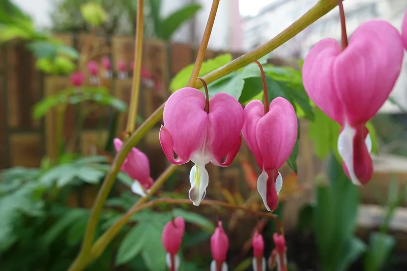 Sắc nét hoa trái tim rỉ máu đen trắng